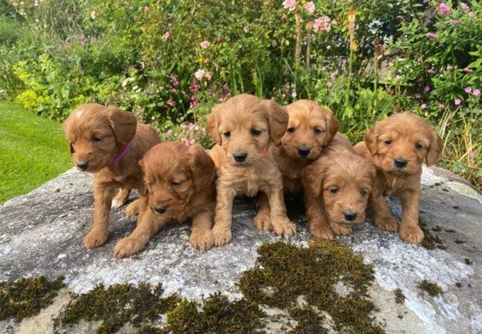 Cocker Spaniel Welpen