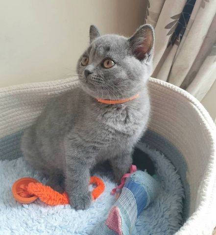 British shorthair Kätzchen