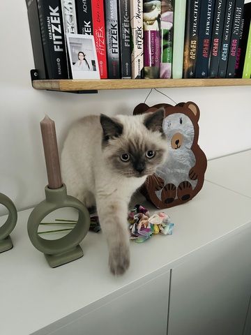 BKH-Geschwister (4 Monate) suchen gemeinsam ein Für-Immer-Zuhause