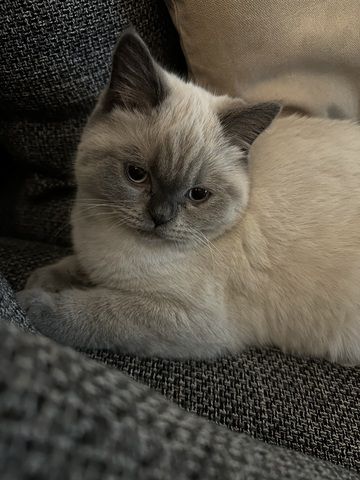 BKH-Geschwister (4 Monate) suchen gemeinsam ein Für-Immer-Zuhause