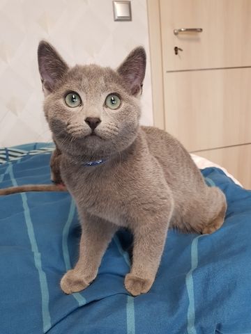 Reinrassiges Russisch Blau Kitten Männchen