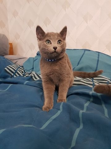 Reinrassiges Russisch Blau Kitten Männchen