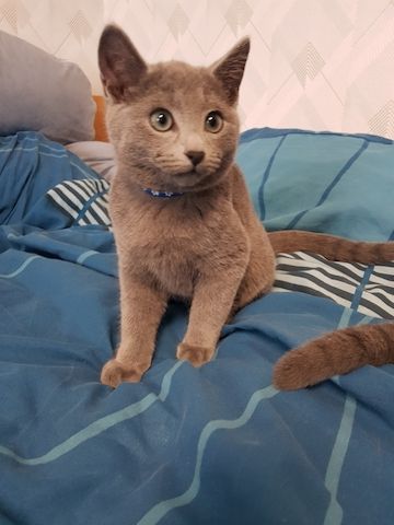 Reinrassiges Russisch Blau Kitten Männchen