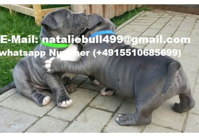 Schöne American Pitbull Blueline