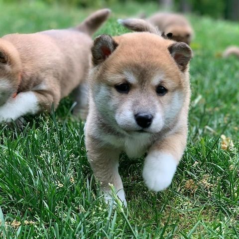 Shiba Inu welpen suchen neues Zuhause