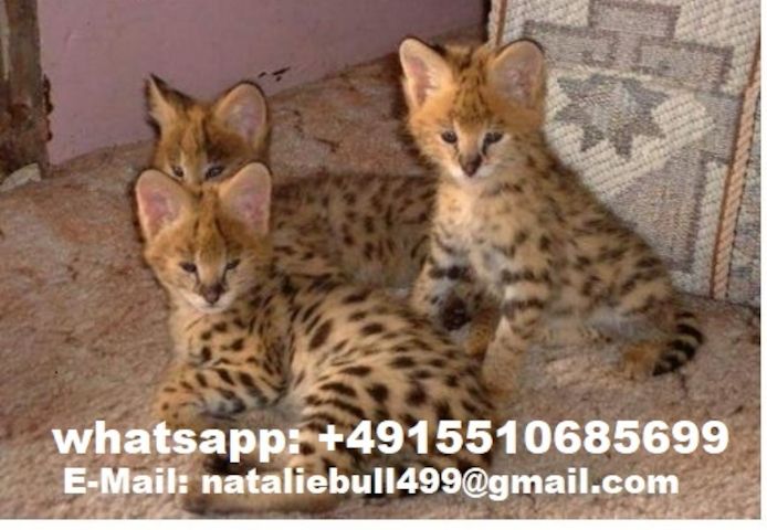 Savannah f4, f5, f6 Kätzchen verfügbar