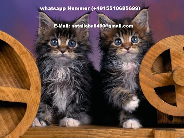 Maine Coon Kätzchen zu verkaufen