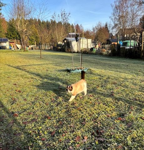 Zwei Kater vom Land suchen Zuhause.