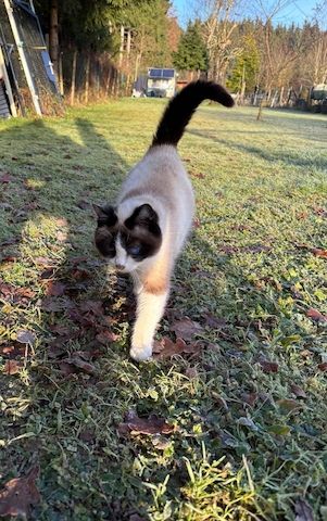 Zwei Kater vom Land suchen Zuhause.