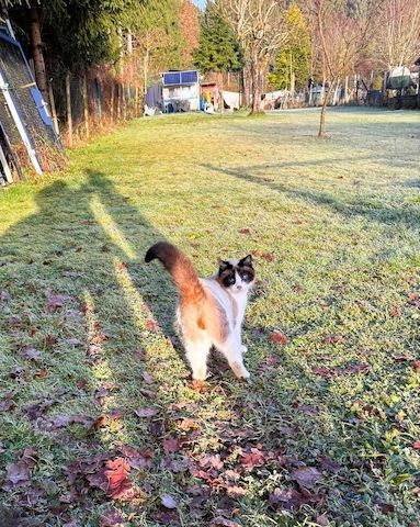 Zwei Kater vom Land suchen Zuhause.