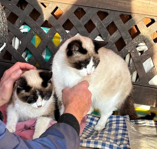 Zwei Kater vom Land suchen Zuhause.