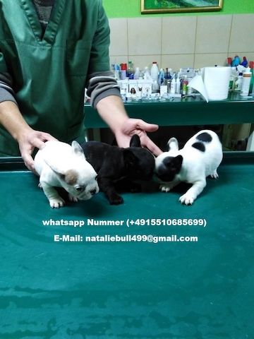 Französische Bulldogge Welpen