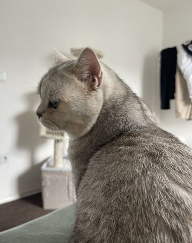 Simba 2 Jahre alt sucht sehr dringend ein neues Zuhause