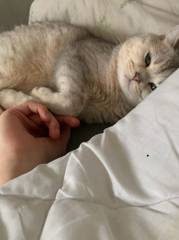 Simba 2 Jahre alt sucht sehr dringend ein neues Zuhause