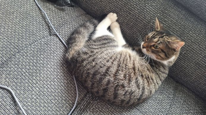 Zodiac & Venus – verschmuste Geschwisterkatzen suchen liebevolles Zuhause mit Balkon