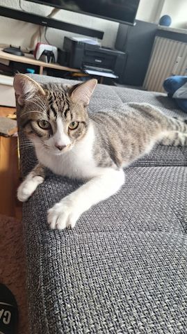 Zodiac & Venus – verschmuste Geschwisterkatzen suchen liebevolles Zuhause mit Balkon