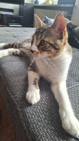 Zodiac & Venus – verschmuste Geschwisterkatzen suchen liebevolles Zuhause mit Balkon