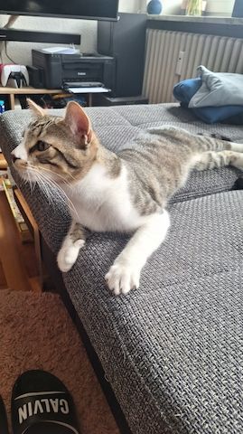 Zodiac & Venus – verschmuste Geschwisterkatzen suchen liebevolles Zuhause mit Balkon