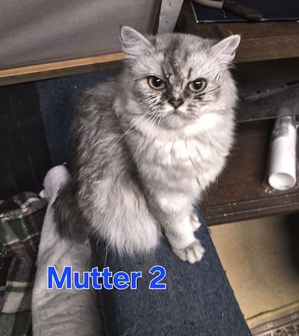 Süße BKH / BLH kleine Kätzchen - Kitten suchen ein liebevolles Zuhause