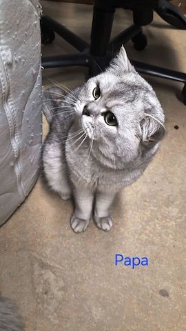 Süße BKH / BLH kleine Kätzchen - Kitten suchen ein liebevolles Zuhause