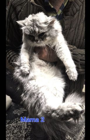 Süße BKH / BLH kleine Kätzchen - Kitten suchen ein liebevolles Zuhause