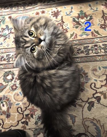 Süße BKH / BLH kleine Kätzchen - Kitten suchen ein liebevolles Zuhause