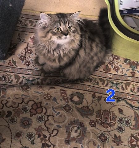 Süße BKH / BLH kleine Kätzchen - Kitten suchen ein liebevolles Zuhause