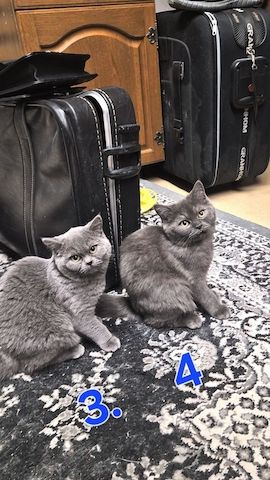 Süße BKH / BLH kleine Kätzchen - Kitten suchen ein liebevolles Zuhause