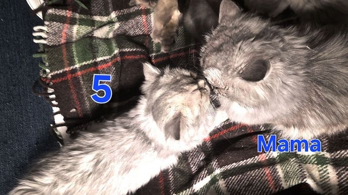 Süße BKH / BLH kleine Kätzchen - Kitten suchen ein liebevolles Zuhause