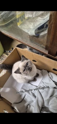 Süße BKH / BLH kleine Kätzchen - Kitten suchen ein liebevolles Zuhause