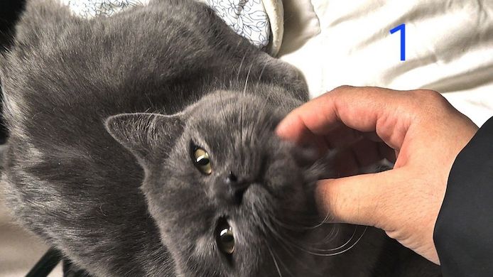 Süße BKH / BLH kleine Kätzchen - Kitten suchen ein liebevolles Zuhause