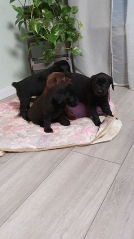Erhältlich Labrador