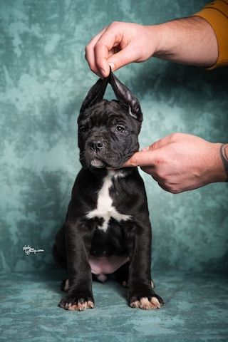 6 wunderschöne Cane Corso Welpen abzugeben