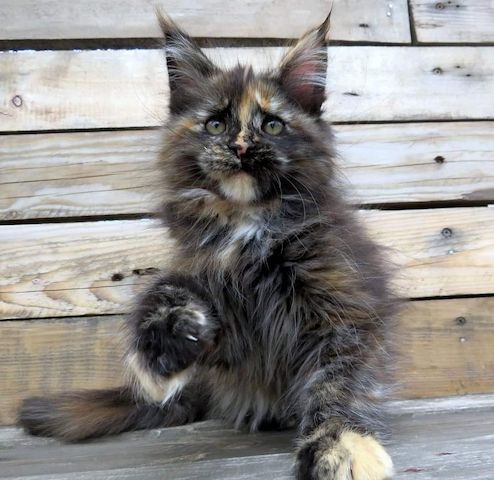 Maine Coon Babys Kitten mit Papieren zu verkaufen