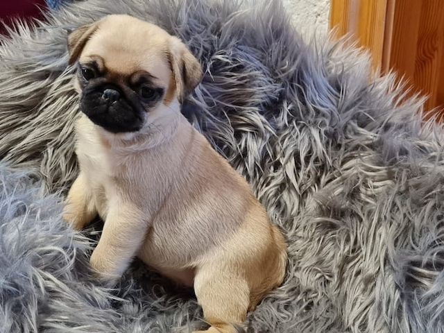 Superkleine Erhältlich MINI MOPS WELPEN