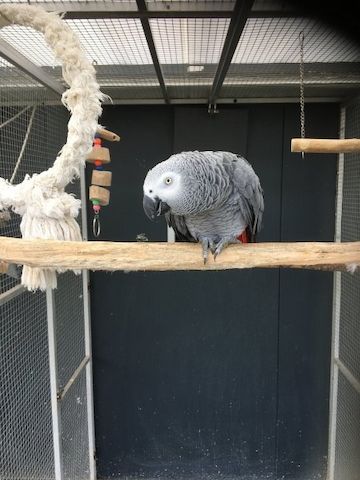 Afrikanische Graupapageien