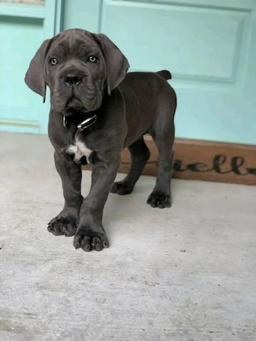 Cane Corso Welpen