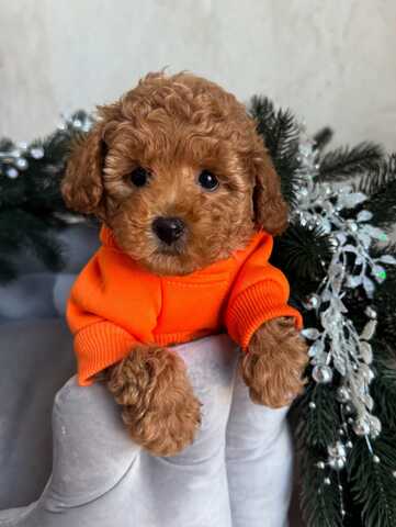 Maltipoo-Welpen zur Adoption