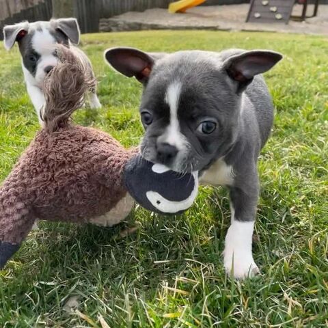 Französische Bulldogge