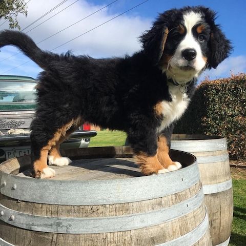 Berner Sennenhundwelpen