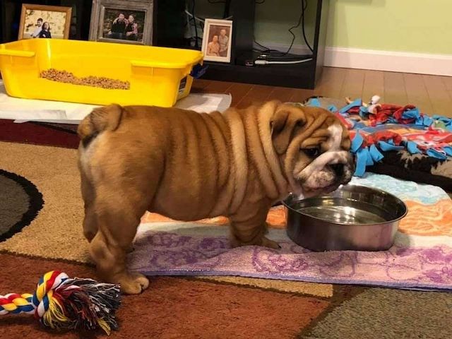 Englische Bulldoggenwelpen