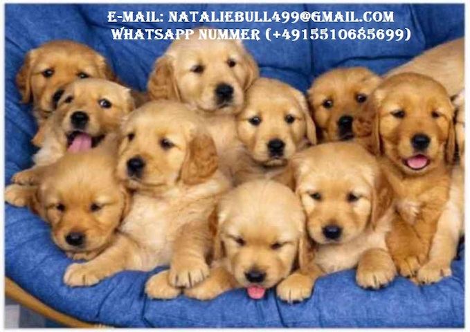 Golden Retriever-Welpen