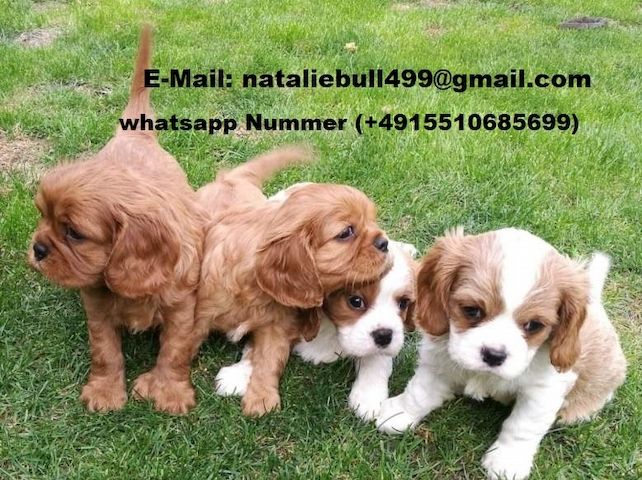 Cavalier King Charles Spaniel welpen