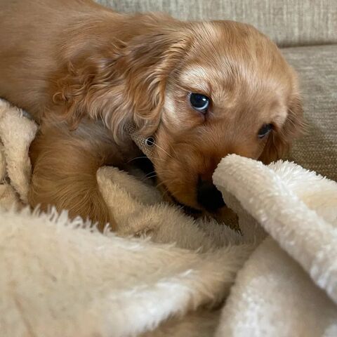 Dackelwelpen suchen ein neues Zuhause