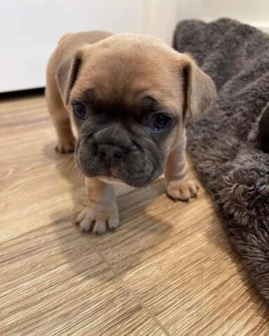 Französische Bulldogge