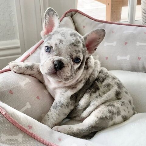 Französische Bulldogge