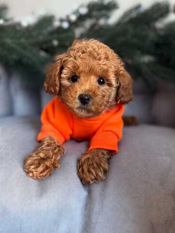 Maltipoo-Welpen zur Adoption