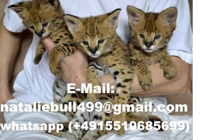 Savannah f4, f5, f6 Kätzchen verfügbar