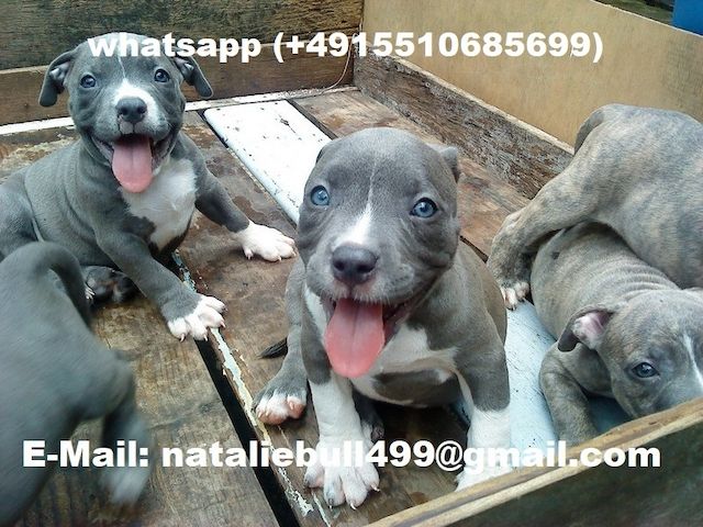 American Blue-Line Pit Bull Terrier Welpen W M