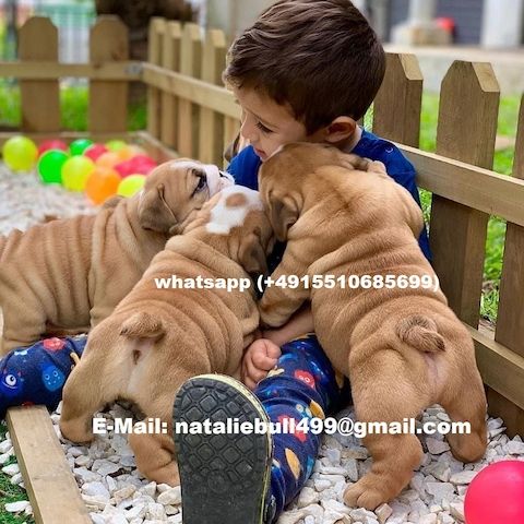 Reinrassig Englisch Bulldogge welpen